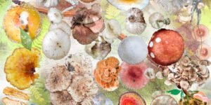 Friday scent of the day 12/5 :: Now Smell This