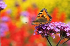 Heliotrope: Evoking Nostalgia and Comfort